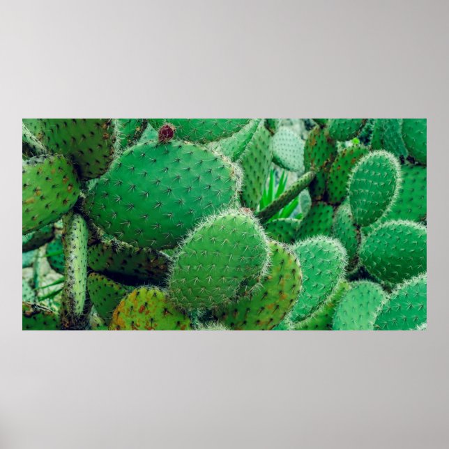 Poster Cactus, cacto de pera picante, espinhos de cacto,  (Frente)