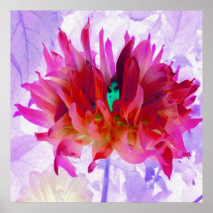 Poster Cactus Dahlia Vermelho e Rosa Quente