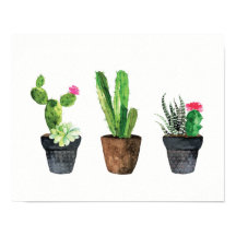 Cactus e Succulent Trio Dois