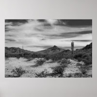 Cactus em areias brancas