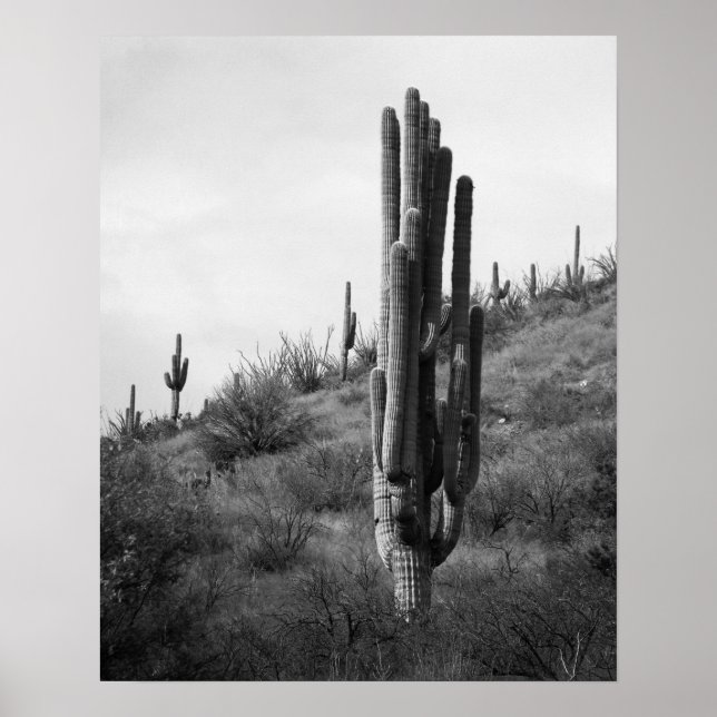 Poster Cactus Espesso Preto e Branco 16x20 (Frente)