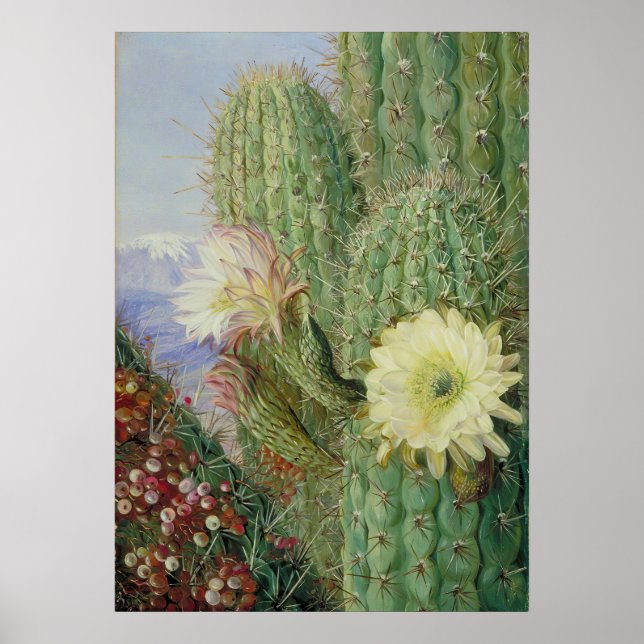 Poster  Cactus  Exotic Landscape by Marianne North (Frente)