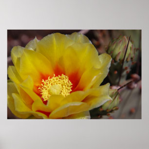 Poster cactus florescente