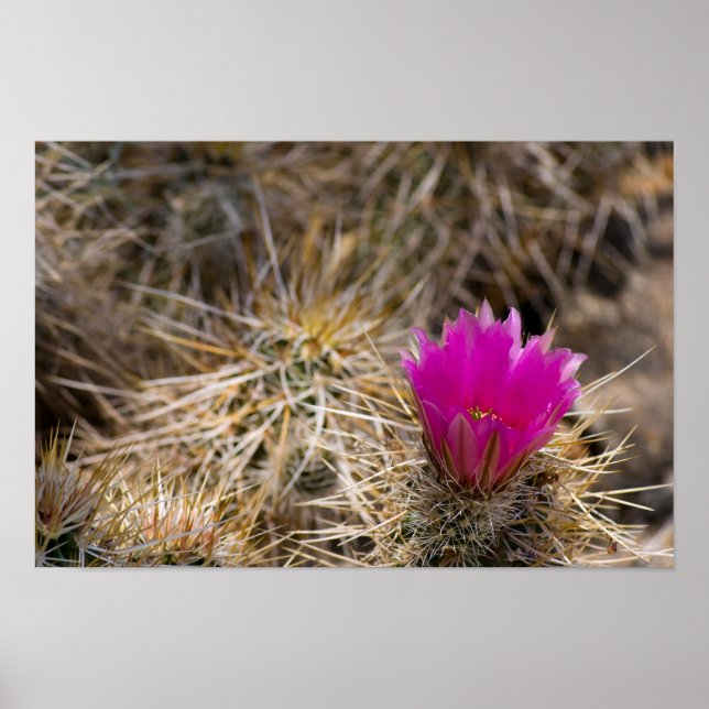 Poster Cactus Flower (Frente)