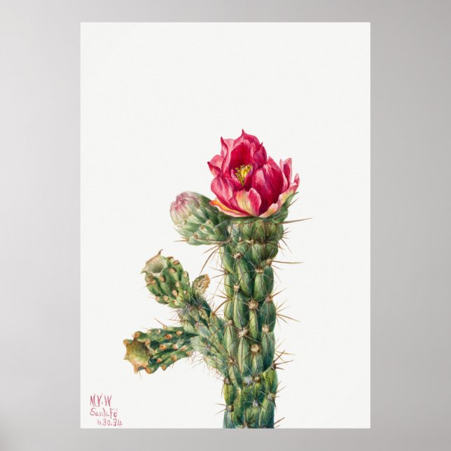 Poster Cactus Flower (Frente)