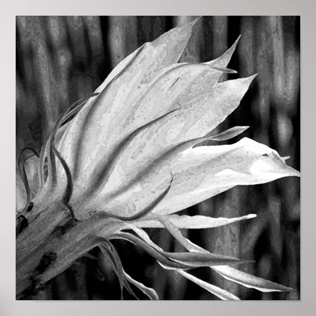 Poster Cactus Flower (Frente)