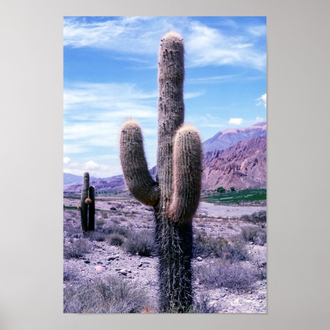 Poster Cactus na província de Jujuy - Norte Argentina. (Frente)