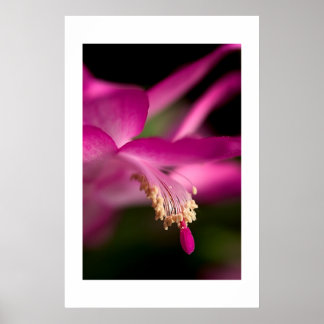 Poster Cactus Natal