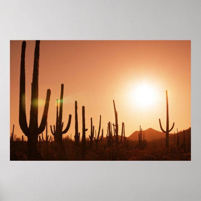 Poster Cactus On Desert (Frente)
