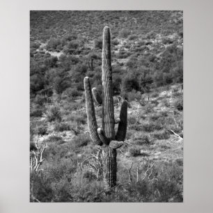 Poster Cactus Saguaro Preto e Branco em Sagebrush 16x20