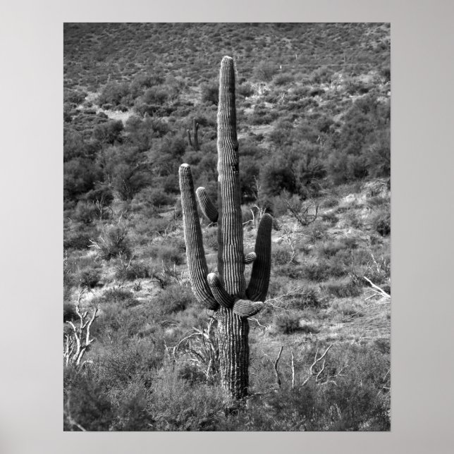Poster Cactus Saguaro Preto e Branco em Sagebrush 16x20 (Frente)