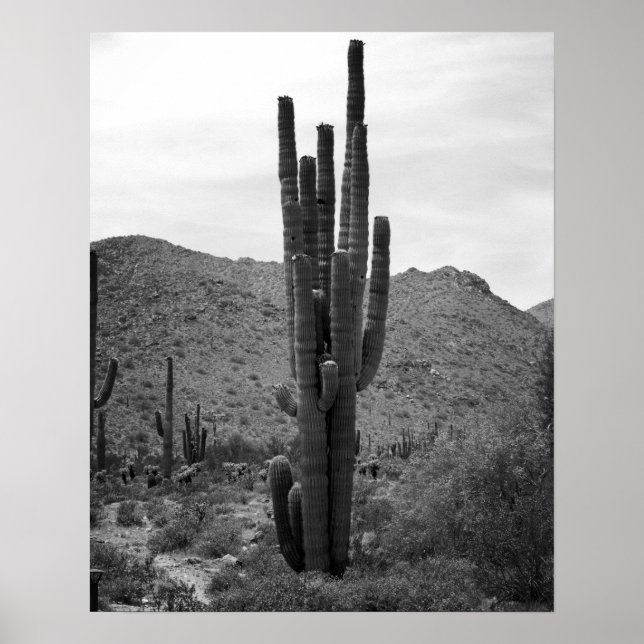 Poster Cactus Saguaro preto e branco na Arizona 16x20 (Frente)