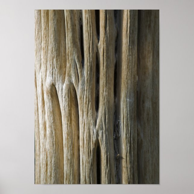 Pôster Cactus Skeleton (Frente)