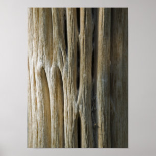 Pôster Cactus Skeleton