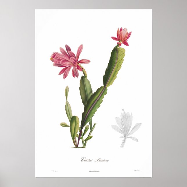Poster Cactus speciosus (Frente)