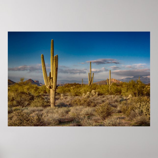 Poster Cactus Sunset na Arizona (Frente)