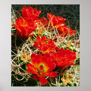 Pôster Cactus Wildflower