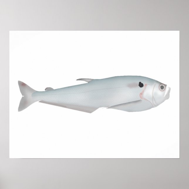 Poster Cacunda (Frente)