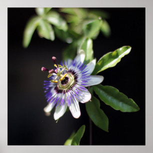 Poster Caerulea do Passiflora, flor azul da paixão
