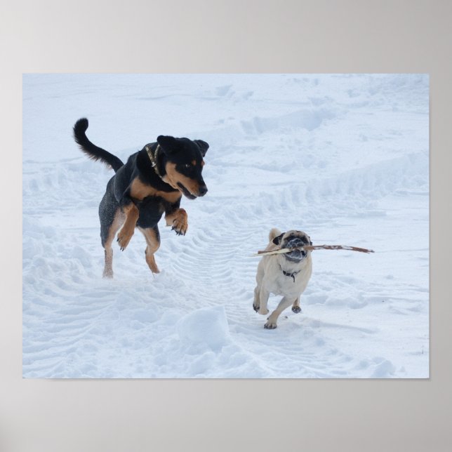 Poster Cães Brincando na Neve (Frente)
