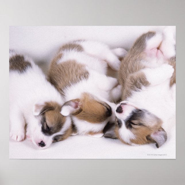 Poster Cães de corgi com sono (Frente)