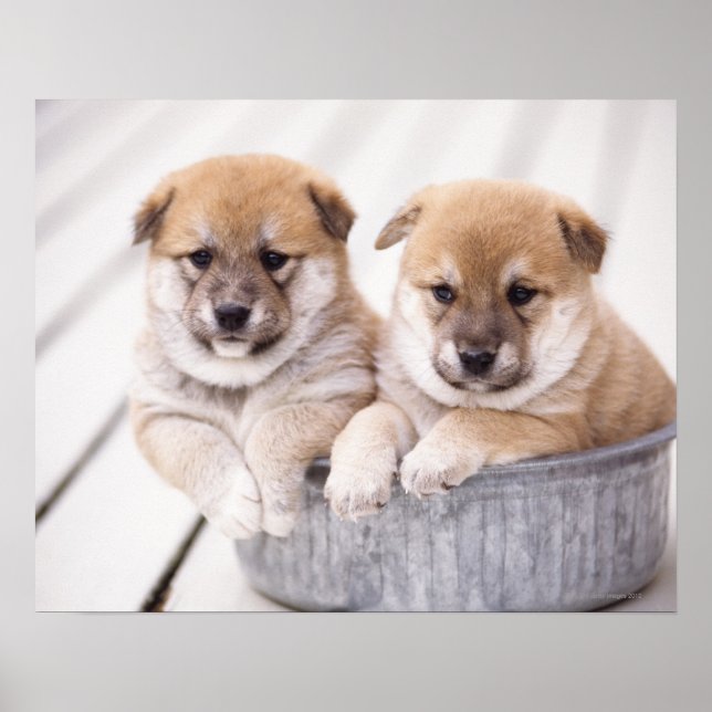 Poster Cães de Shiba Inu na banheira de alumínio (Frente)