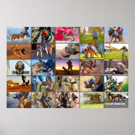 POSTER CÃES DE TRABALHO MILITARES DOS EUA "MONTAGE"