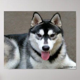 Pôster Cães do Malamute do Alasca