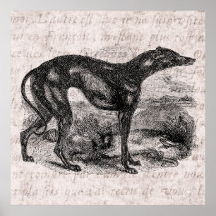 Pôster Cães Greyhound 1800s Cães Greyhounds