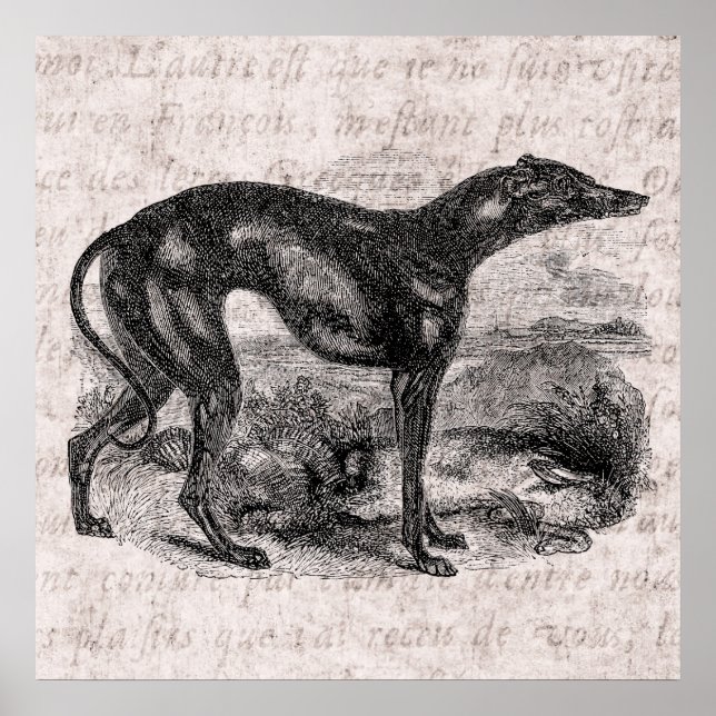 Pôster Cães Greyhound 1800s Cães Greyhounds (Frente)