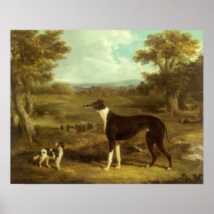 Pôster Cães, Greyhound e Spaniel, Doutor Fop de Herring