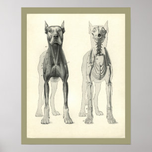 Poster Cães Pernas do crânio Esqueleto Anatomia Muscular
