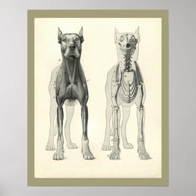 Poster Cães Pernas do crânio Esqueleto Anatomia Muscular  (Frente)