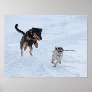 Poster Cães que jogam na neve