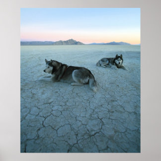 Pôster Cães Siberianos Husky, Aquecimento Global