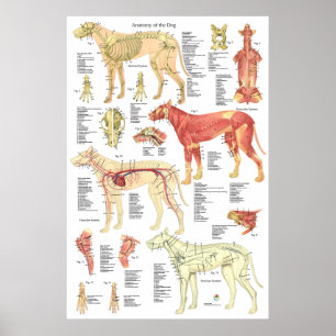 Poster Cães Veterinários Musculares Anatomia Esqueléti