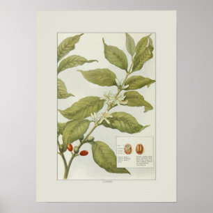 Poster Café