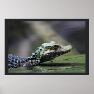 Poster Caiman sul-americano