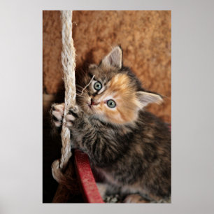 Poster Cair dentro lá, gatinho!