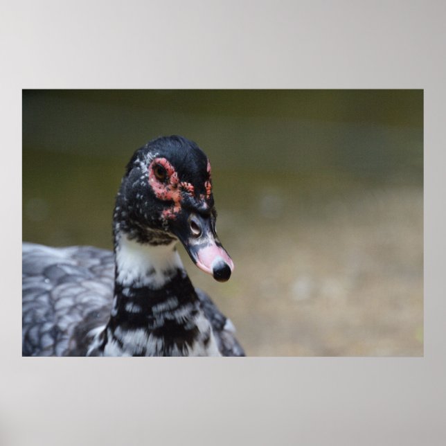 Pôster Cairina moschata domestica (Frente)