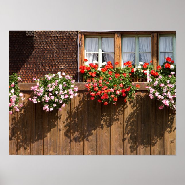 Poster caixa de flores suíça (Frente)