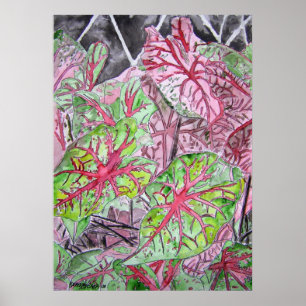 Pôster caladiums_plant_painting