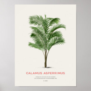 Poster Calamus Asperrimus - Palm Tree