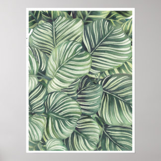 Poster Calathea Orbifolia Hidrocarbonetos