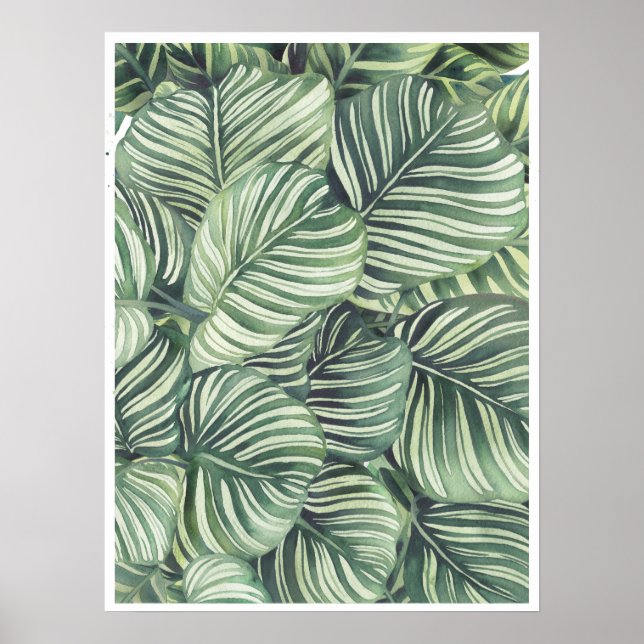 Poster Calathea Orbifolia Hidrocarbonetos (Frente)