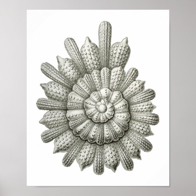 Poster Calcarina clavigera Ernst Haeckel Fine Art (Frente)