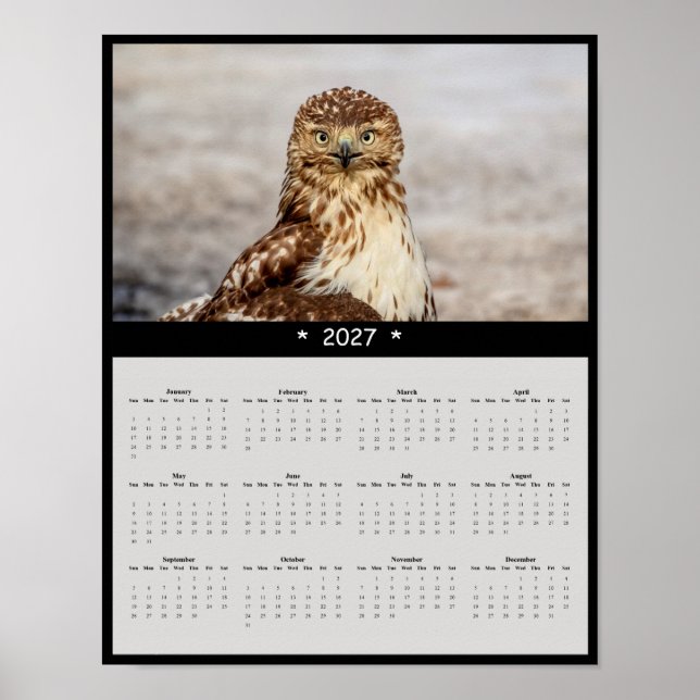 Poster Calendário de Parede do Falcão-de-cauda-vermelha 2 (Frente)