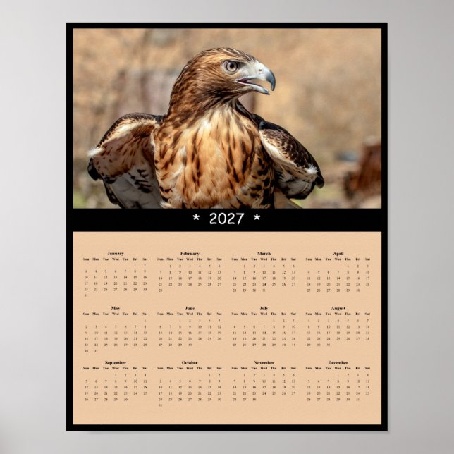 Poster Calendário de Parede do Falcão-de-cauda-vermelha 2 (Frente)