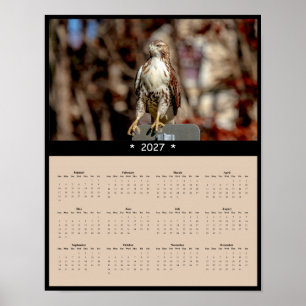 Poster Calendário de Parede do Falcão-de-cauda-vermelha 2