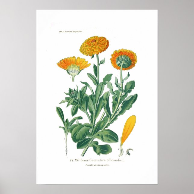 Pôster Calendula officinalis (Pote marigold) (Frente)